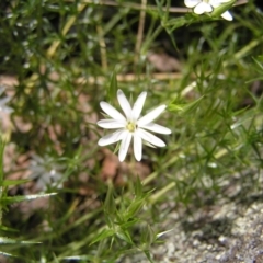 Stellaria pungens at Molonglo Valley, ACT - 30 Oct 2022 12:14 PM