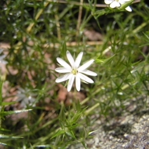 Stellaria pungens at Molonglo Valley, ACT - 30 Oct 2022 12:14 PM