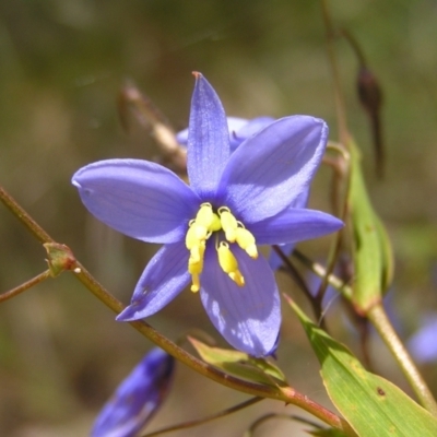 Stypandra glauca (Nodding Blue Lily) at Point 4997 - 30 Oct 2022 by MatthewFrawley