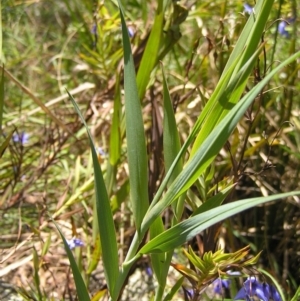 Stypandra glauca at Molonglo Valley, ACT - 30 Oct 2022