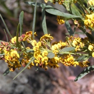 Daviesia mimosoides at Molonglo Valley, ACT - 30 Oct 2022 12:19 PM