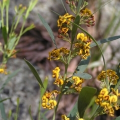 Daviesia mimosoides at Molonglo Valley, ACT - 30 Oct 2022 12:19 PM