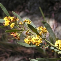 Daviesia mimosoides at Molonglo Valley, ACT - 30 Oct 2022 12:19 PM