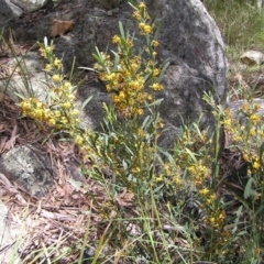 Daviesia mimosoides at Molonglo Valley, ACT - 30 Oct 2022 12:19 PM