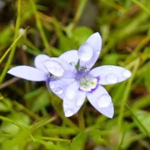 Isotoma fluviatilis subsp. australis at Stromlo, ACT - 26 Oct 2022 11:28 AM