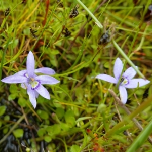 Isotoma fluviatilis subsp. australis at Stromlo, ACT - 26 Oct 2022 11:28 AM