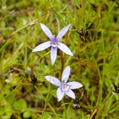 Isotoma fluviatilis subsp. australis at Stromlo, ACT - 26 Oct 2022 11:28 AM