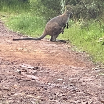 Wallabia bicolor (Swamp Wallaby) at Watson, ACT - 30 Oct 2022 by Louisab