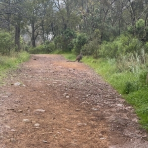 Wallabia bicolor at Watson, ACT - 31 Oct 2022