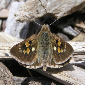 Trapezites phigalia at Molonglo Valley, ACT - 30 Oct 2022