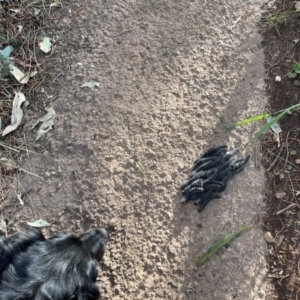 Perga sp. (genus) at Watson, ACT - 17 Oct 2022