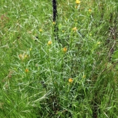 Xerochrysum viscosum at Hawker, ACT - 30 Oct 2022