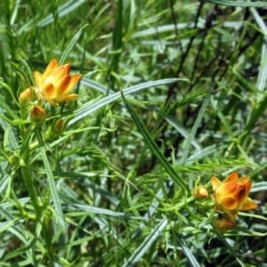 Xerochrysum viscosum at Hawker, ACT - 30 Oct 2022