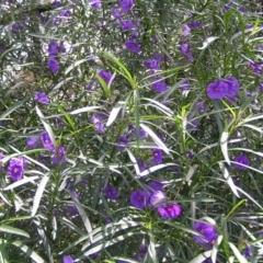 Solanum linearifolium (Kangaroo Apple) at Point 4997 - 30 Oct 2022 by MatthewFrawley