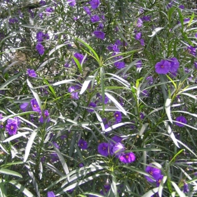 Solanum linearifolium (Kangaroo Apple) at Point 4997 - 30 Oct 2022 by MatthewFrawley