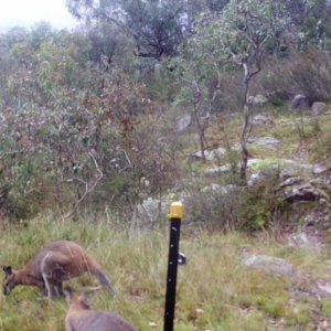 Notamacropus rufogriseus at Kambah, ACT - 4 May 2022