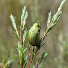 Xylonichus eucalypti (Green cockchafer beetle) at Paddys River, ACT - 28 Oct 2022 by mainsprite