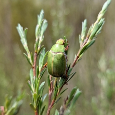 Xylonichus eucalypti (Green cockchafer beetle) at Jedbinbilla - 28 Oct 2022 by mainsprite