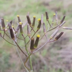 Senecio quadridentatus (Cotton Fireweed) at Gundaroo, NSW - 31 Oct 2022 by Gunyijan