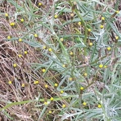 Senecio quadridentatus at Gundaroo, NSW - 31 Oct 2022 11:35 AM