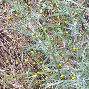 Senecio quadridentatus at Gundaroo, NSW - 31 Oct 2022 11:35 AM