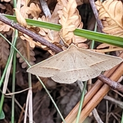 Unidentified Moth (Lepidoptera) at Nambucca Heads, NSW - 31 Oct 2022 by trevorpreston