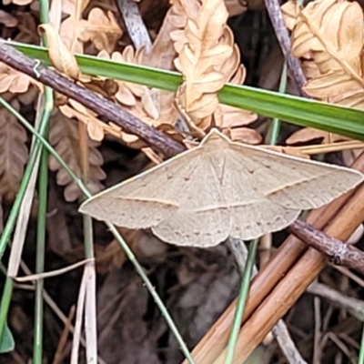 Unidentified Moth (Lepidoptera) at Nambucca Heads, NSW - 31 Oct 2022 by trevorpreston