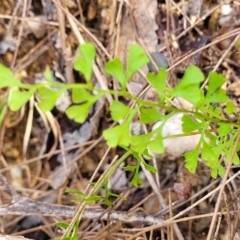 Lindsaea microphylla (Lacy Wedge-fern) at Nambucca Heads, NSW - 31 Oct 2022 by trevorpreston