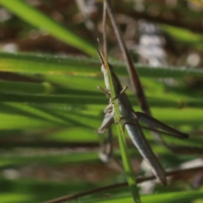 Keyacris scurra (Key's Matchstick Grasshopper) at Murrumbateman, NSW - 30 Oct 2022 by amiessmacro