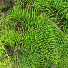 Gleichenia dicarpa (Wiry Coral Fern) at Nambucca Heads, NSW - 31 Oct 2022 by trevorpreston