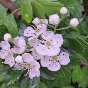 Crataegus monogyna at Watson, ACT - 31 Oct 2022 10:22 AM