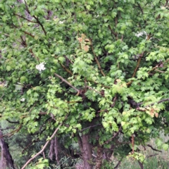 Crataegus monogyna at Watson, ACT - 31 Oct 2022 10:22 AM