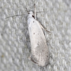 Thalerotricha mylicella (A concealer moth) at O'Connor, ACT - 30 Oct 2022 by ibaird