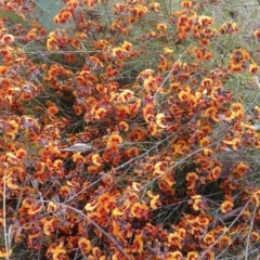 Dillwynia sp. Yetholme (P.C.Jobson 5080) NSW Herbarium at Tennent, ACT - 11 Oct 2022 by Portia