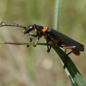 Chauliognathus lugubris at Tennent, ACT - 27 Oct 2022 11:01 AM