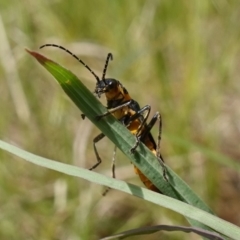 Chauliognathus lugubris at Tennent, ACT - 27 Oct 2022