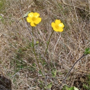 Ranunculus lappaceus at Tennent, ACT - suppressed