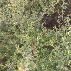 Pomaderris angustifolia at Tennent, ACT - 12 Oct 2022