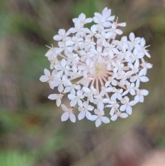 Trachymene incisa (Native Parsnip) at Nambucca Heads, NSW - 31 Oct 2022 by trevorpreston