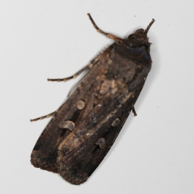 Agrotis ipsilon (Agrotis ipsilon) at O'Connor, ACT - 30 Oct 2022 by ibaird