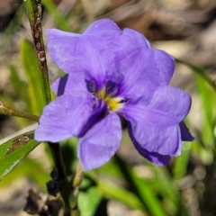 Dampiera stricta (Blue Dampiera) at Nambucca Heads, NSW - 30 Oct 2022 by trevorpreston