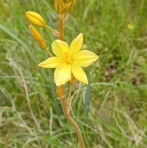 Bulbine bulbosa at Tennent, ACT - 28 Oct 2022