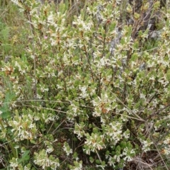 Brachyloma daphnoides (Daphne Heath) at Tennent, ACT - 28 Oct 2022 by Portia