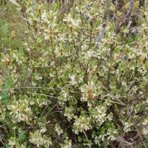 Brachyloma daphnoides at Tennent, ACT - 28 Oct 2022