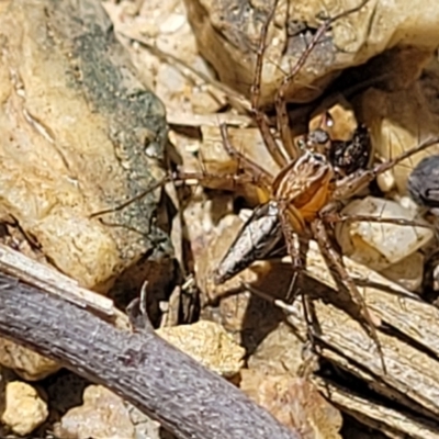 Oxyopes (genus) (Lynx spider) at Nambucca Heads, NSW - 31 Oct 2022 by trevorpreston