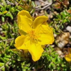 Hibbertia riparia (Erect Guinea-flower) at Nambucca Heads, NSW - 31 Oct 2022 by trevorpreston