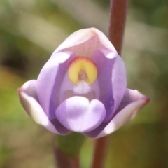 Thelymitra pauciflora (Slender Sun Orchid) at Tennent, ACT - 27 Oct 2022 by RobG1