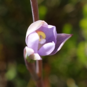 Thelymitra pauciflora at Tennent, ACT - 27 Oct 2022