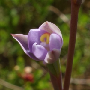 Thelymitra pauciflora at Tennent, ACT - 27 Oct 2022