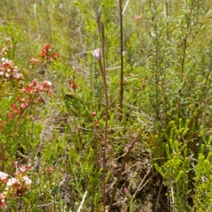 Thelymitra pauciflora at Tennent, ACT - 27 Oct 2022